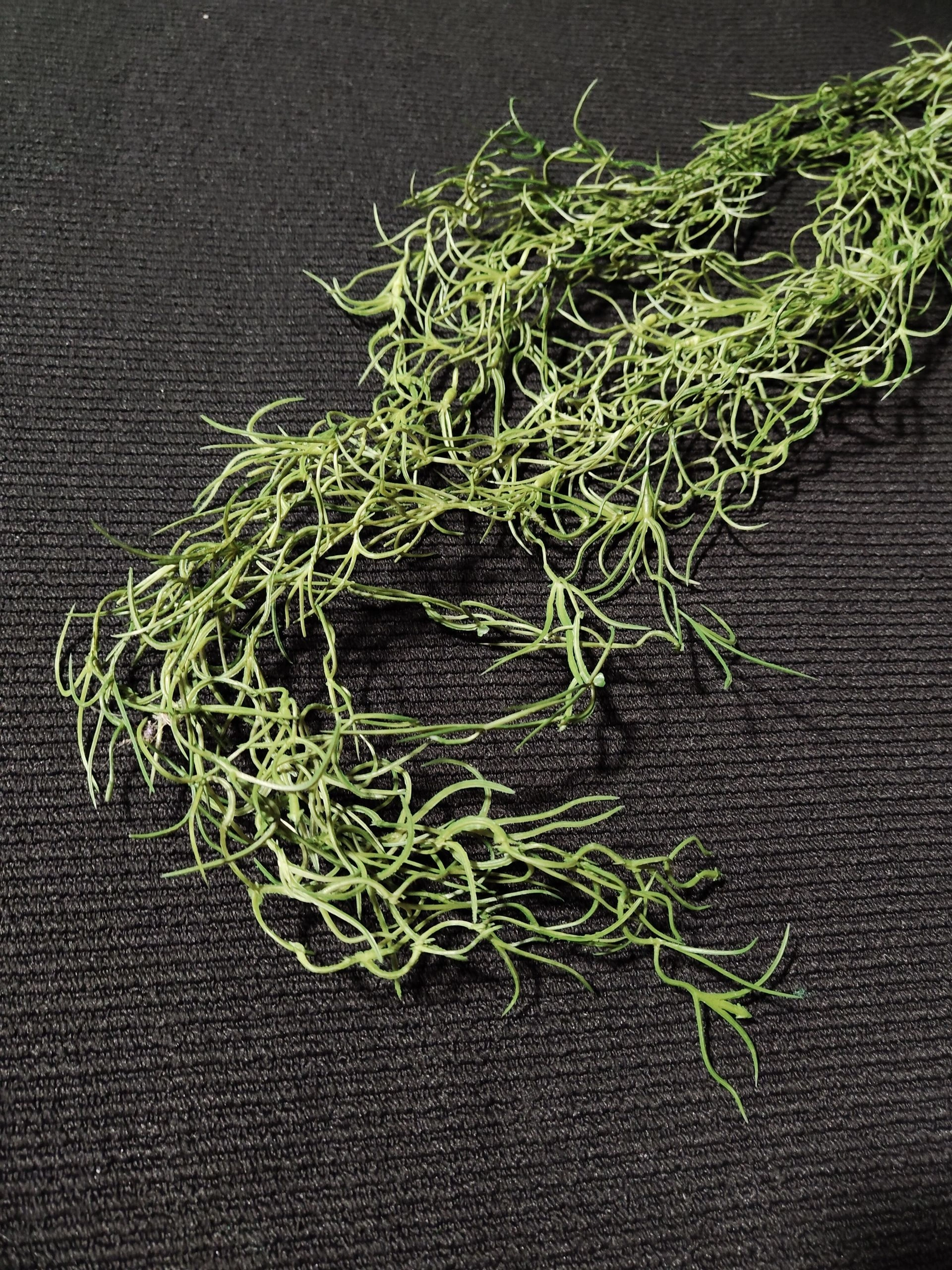 Zwis Asparagus, 100 cm  - drugie ujęcie